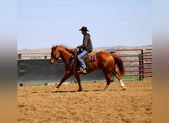 American Quarter Horse, Castrone, 6 Anni, 160 cm, Sauro ciliegia