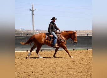 American Quarter Horse, Castrone, 6 Anni, 160 cm, Sauro ciliegia