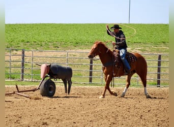 American Quarter Horse, Castrone, 6 Anni, 160 cm, Sauro ciliegia