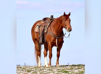 American Quarter Horse, Castrone, 6 Anni, 160 cm, Sauro ciliegia