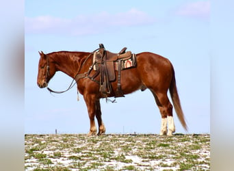 American Quarter Horse, Castrone, 6 Anni, 160 cm, Sauro ciliegia