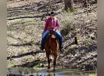 American Quarter Horse, Castrone, 6 Anni, 160 cm, Sauro ciliegia