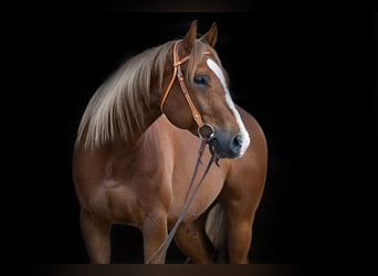 American Quarter Horse, Castrone, 6 Anni, 162 cm, Sauro