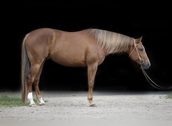 American Quarter Horse, Castrone, 6 Anni, 162 cm, Sauro