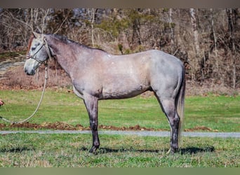 American Quarter Horse, Castrone, 6 Anni, 163 cm, Grigio