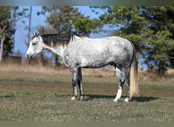 American Quarter Horse, Castrone, 6 Anni, 163 cm, Grigio