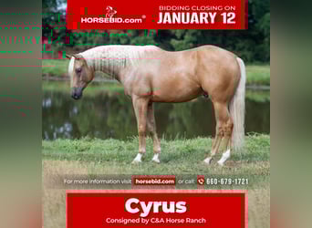 American Quarter Horse, Castrone, 6 Anni, 163 cm, Palomino