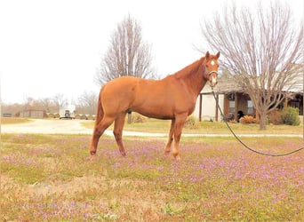 American Quarter Horse, Castrone, 6 Anni, 163 cm, Red dun