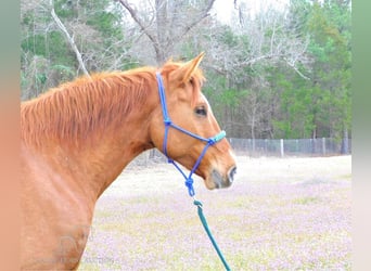 American Quarter Horse, Castrone, 6 Anni, 163 cm, Red dun