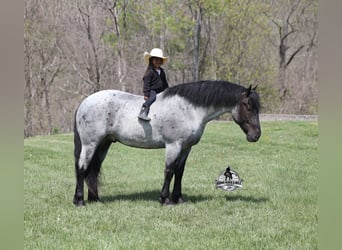 American Quarter Horse, Castrone, 6 Anni, 163 cm, Roano blu