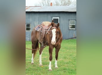 American Quarter Horse, Castrone, 6 Anni, 163 cm, Sauro ciliegia