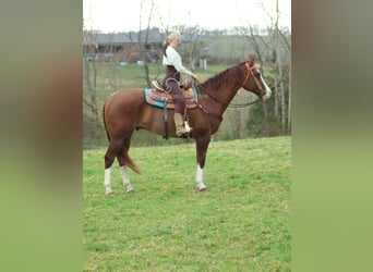 American Quarter Horse, Castrone, 6 Anni, 163 cm, Sauro ciliegia