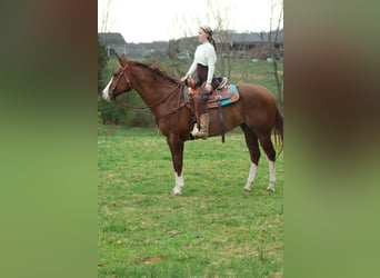 American Quarter Horse, Castrone, 6 Anni, 163 cm, Sauro ciliegia