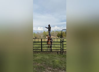 American Quarter Horse, Castrone, 6 Anni, 163 cm, Sauro ciliegia