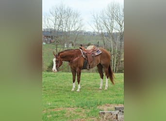 American Quarter Horse, Castrone, 6 Anni, 163 cm, Sauro ciliegia