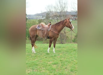 American Quarter Horse, Castrone, 6 Anni, 163 cm, Sauro ciliegia