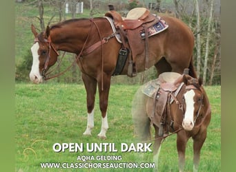 American Quarter Horse, Castrone, 6 Anni, 163 cm, Sauro ciliegia