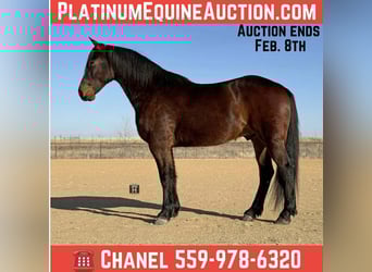 American Quarter Horse, Castrone, 6 Anni, 168 cm, Baio ciliegia