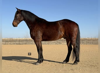American Quarter Horse, Castrone, 6 Anni, 168 cm, Baio ciliegia