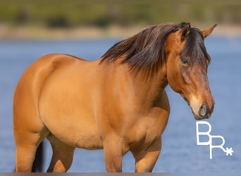 American Quarter Horse, Castrone, 6 Anni, 168 cm, Falbo