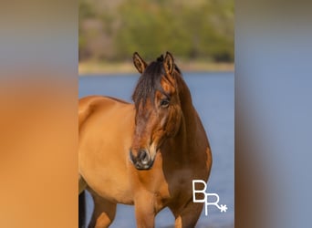 American Quarter Horse, Castrone, 6 Anni, 168 cm, Falbo