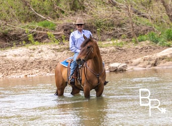 American Quarter Horse, Castrone, 6 Anni, 168 cm, Falbo