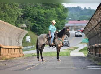 American Quarter Horse, Castrone, 6 Anni, 168 cm, Falbo