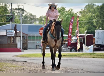 American Quarter Horse, Castrone, 6 Anni, 168 cm, Falbo