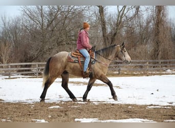 American Quarter Horse, Castrone, 6 Anni, 168 cm, Grigio rossastro