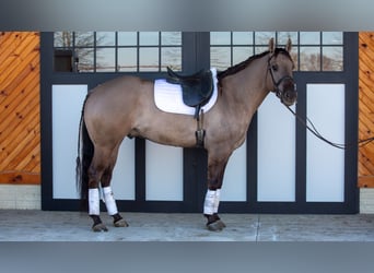 American Quarter Horse, Castrone, 6 Anni, 168 cm, Grullo