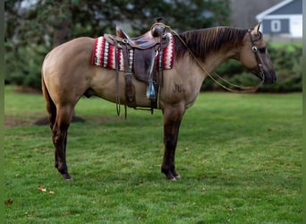 American Quarter Horse, Castrone, 6 Anni, 168 cm, Grullo