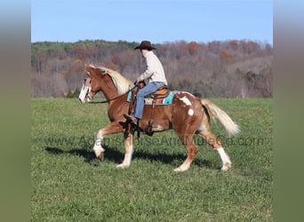 American Quarter Horse, Castrone, 6 Anni, 168 cm, Sauro ciliegia