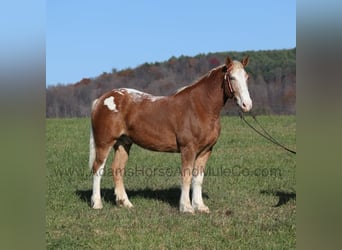 American Quarter Horse, Castrone, 6 Anni, 168 cm, Sauro ciliegia