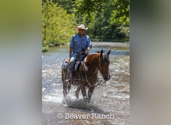 American Quarter Horse, Castrone, 6 Anni, 168 cm, Tobiano-tutti i colori