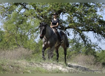 American Quarter Horse, Castrone, 6 Anni, 170 cm, Baio roano