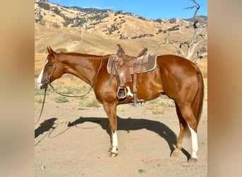 American Quarter Horse, Castrone, 6 Anni, 170 cm, Overo-tutti i colori