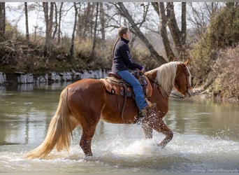 American Quarter Horse Mix, Castrone, 6 Anni, 170 cm, Sauro ciliegia