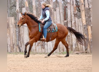 American Quarter Horse Mix, Castrone, 6 Anni, 173 cm, Baio ciliegia