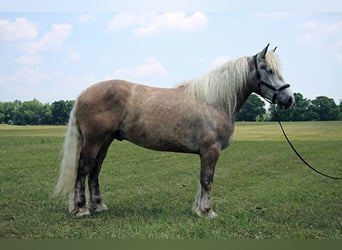 American Quarter Horse, Castrone, 6 Anni, 175 cm, Grigio