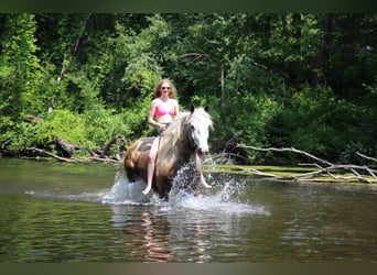 American Quarter Horse, Castrone, 6 Anni, 175 cm, Grigio