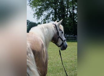 American Quarter Horse, Castrone, 6 Anni, 175 cm, Grigio
