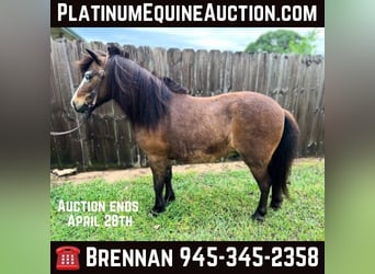 American Quarter Horse, Castrone, 6 Anni, 99 cm, Pelle di daino