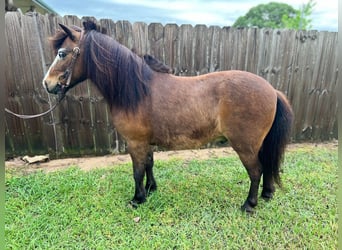 American Quarter Horse, Castrone, 6 Anni, 99 cm, Pelle di daino