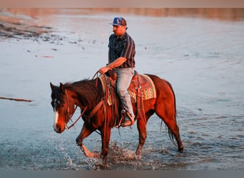 American Quarter Horse, Castrone, 6 Anni, Baio ciliegia