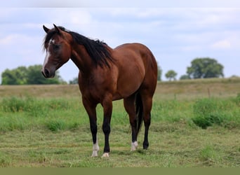American Quarter Horse, Castrone, 6 Anni, Baio ciliegia