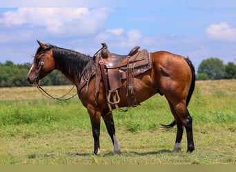 American Quarter Horse, Castrone, 6 Anni, Baio ciliegia