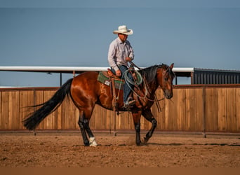American Quarter Horse, Castrone, 6 Anni, Baio ciliegia