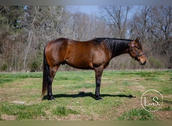 American Quarter Horse, Castrone, 6 Anni, Baio ciliegia
