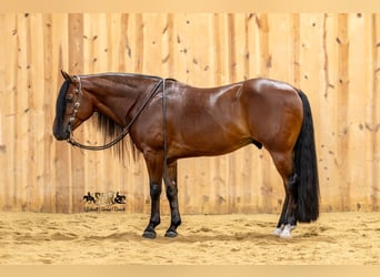 American Quarter Horse, Castrone, 6 Anni, Baio ciliegia