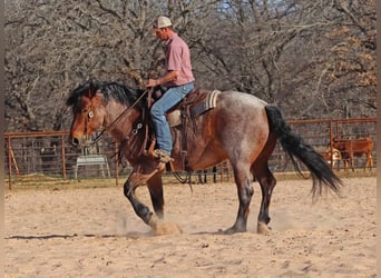 American Quarter Horse, Castrone, 6 Anni, Baio roano